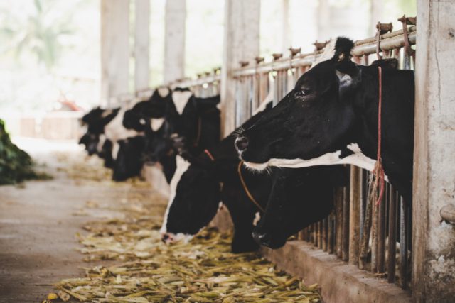 Programa de genética bovina oferece subsídio a produtores da região de Jaguaraçu