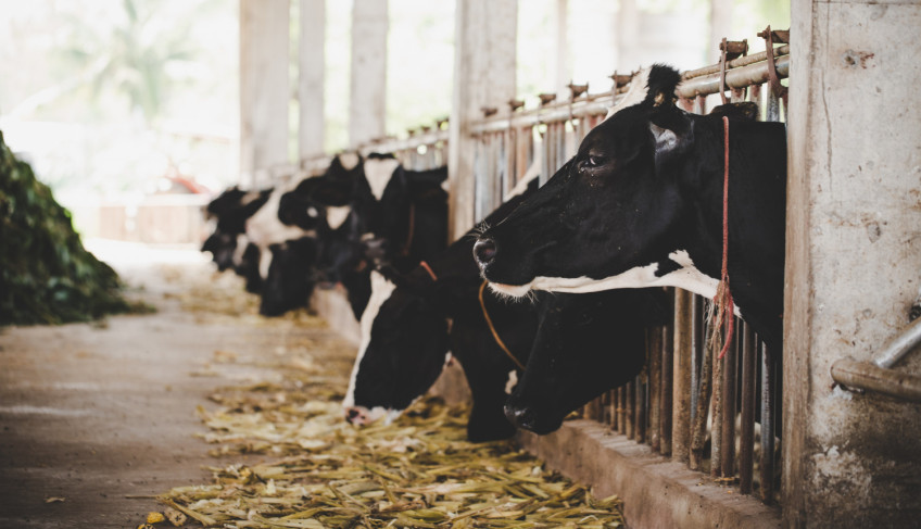 Programa de genética bovina oferece subsídio a produtores da região de Jaguaraçu